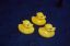 Das sind Ente-Anna, Ente-Bernd und Ente-Tom