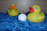 Ente