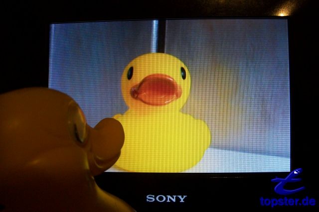 E aí, você pode ver a minha namorada de patos na TV. É uma estrela de patos e cantam super bem. É a sua música atual "Pato amarelo"