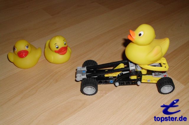 Duck on track with spectators