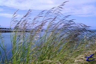 Trawy na morzu