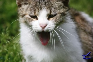 Cat yawn