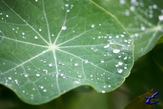 Perles d’eau douce