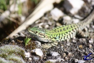 Lézard