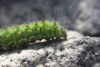 Firma Caterpillar