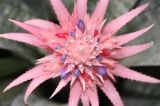 Macro opnamen