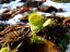 Tree stump with plant