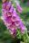 FoxGLove