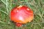 Fly agaric