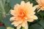 Georgine
