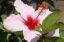 Kwiat hibiskusa jasne
