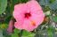 Hibiscus flori roz