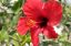 Hibisco de flor rosa