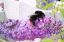 Hummel sur papillon lilas