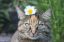 Katze mit einer Blume auf dem Kopf
