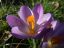 Crocus