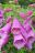 Purple Foxglove