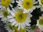 Marguerites