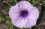 Petonia