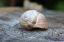 Empty snail shell