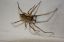 Spinne