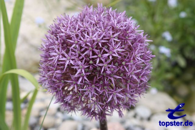 Allium