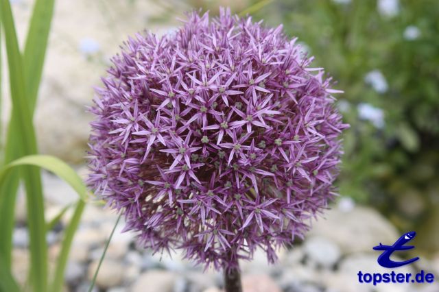 Allium