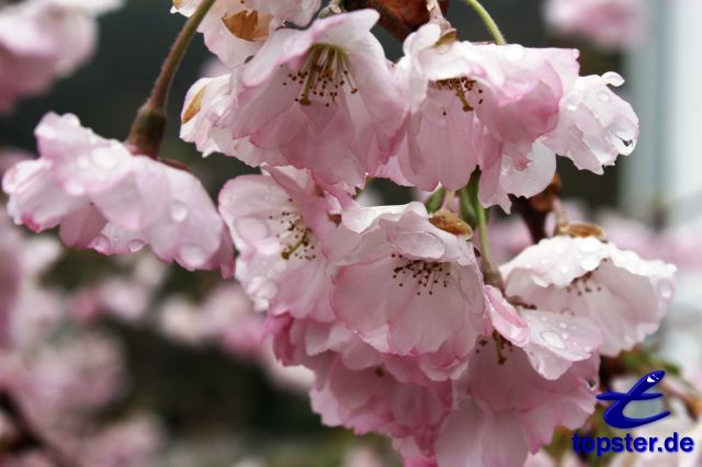 Rama del árbol de Magnolia