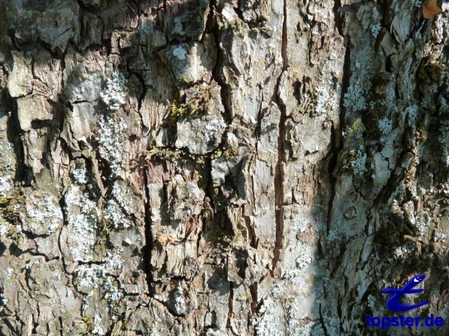 Tree bark