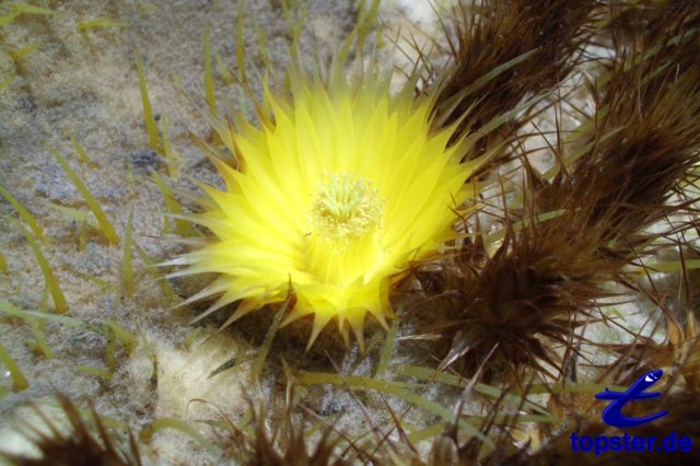 Casquillo del obispo de Cactus