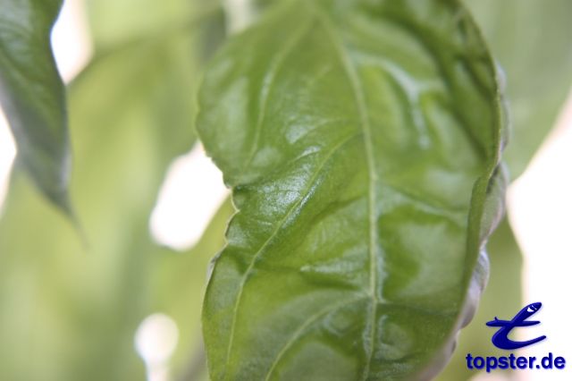 Leaf of a plant