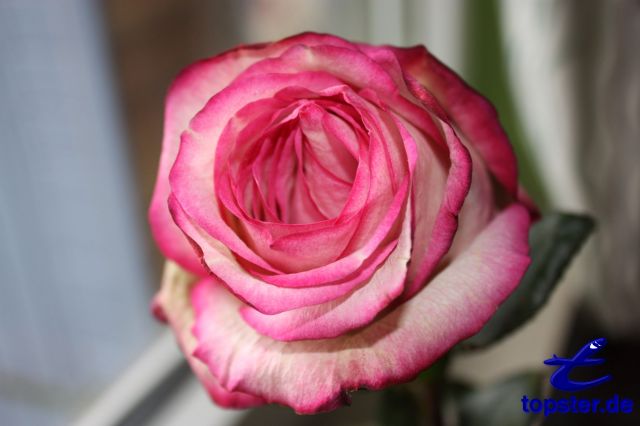 Blomstrende rose