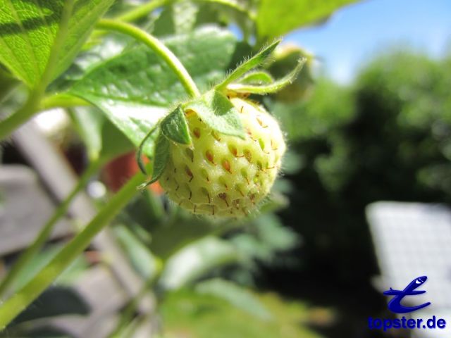 Aardbei (nog onvolwassen)