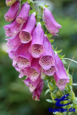 FoxGLove