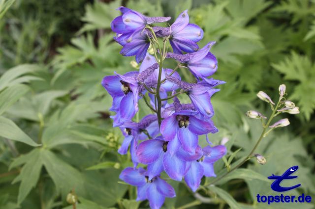 Tuin lavendel