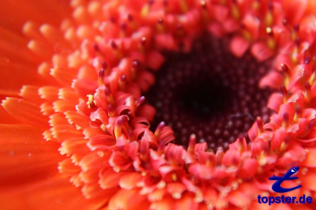 Gerbera