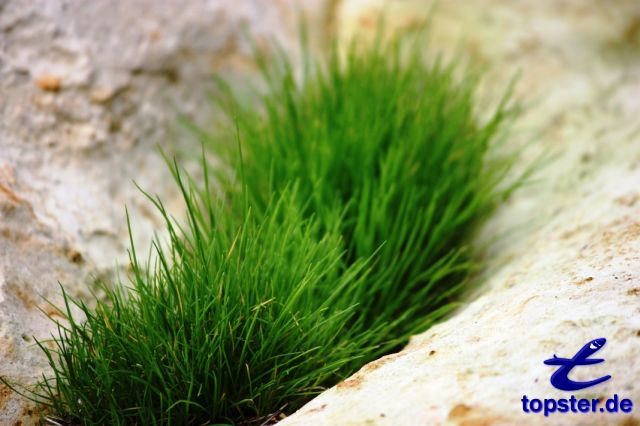 Frosch grünes Gras zwischen Felsen