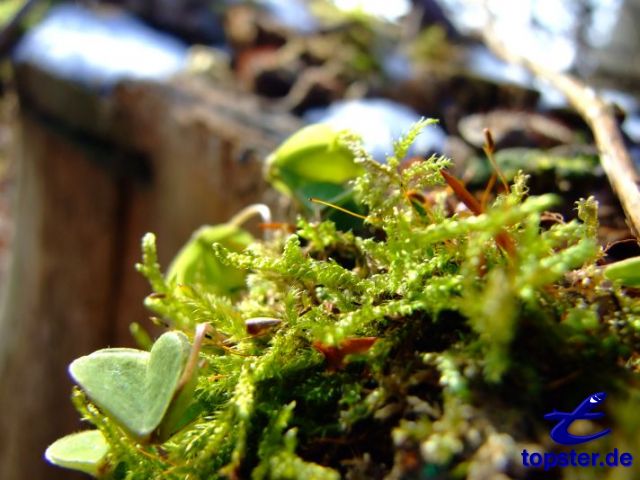 Coisa verde que cresce em um toco de árvore