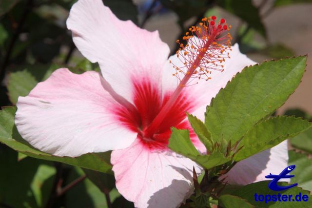 Lyse hibiscus blomst