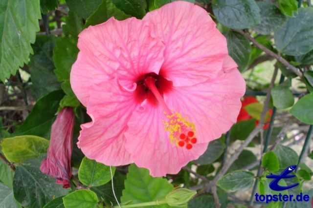 Hibisco de flor rosa