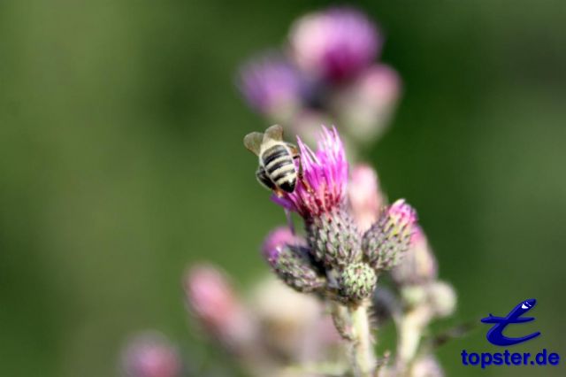 Butt of a bee