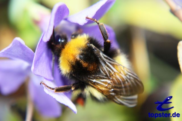 Abejorro en una flor