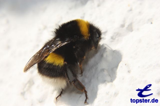 Hummel an einer weißen Wand
