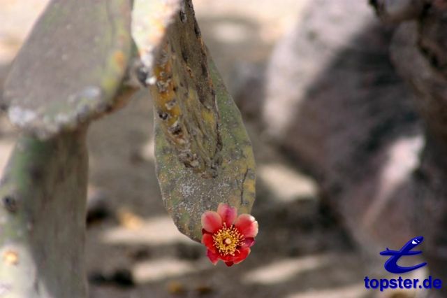 Cactus de Arizona