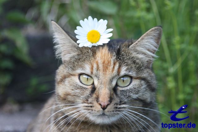 Katze mit einer Blume auf dem Kopf