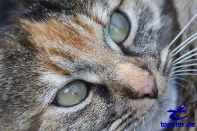 Katzenaugen