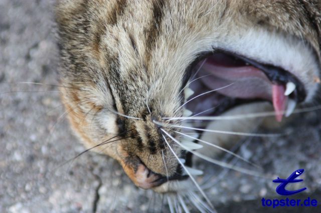 Cat yawn