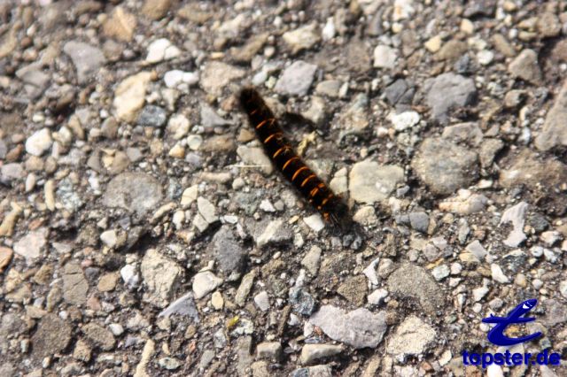 Firma Caterpillar