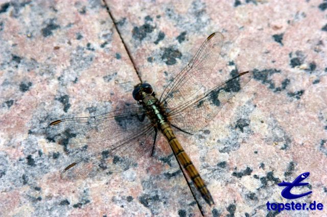 Libelle transparent