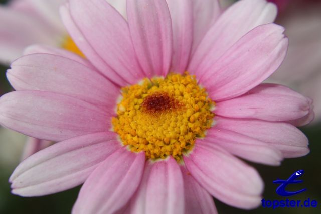 Pink Daisy